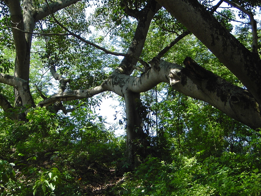Giant Banyan KIF_0485