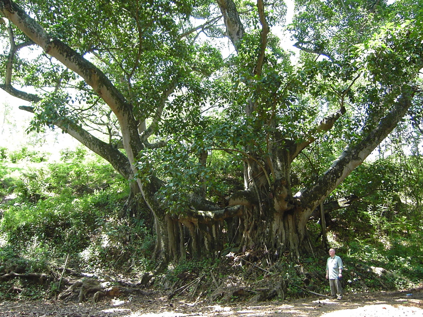 Giant Banyan KIF_0487