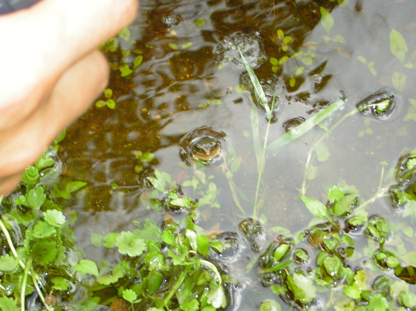 Salamander, Nankang KIF_0494