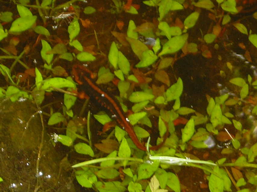 Salamander, Nankang KIF_0495