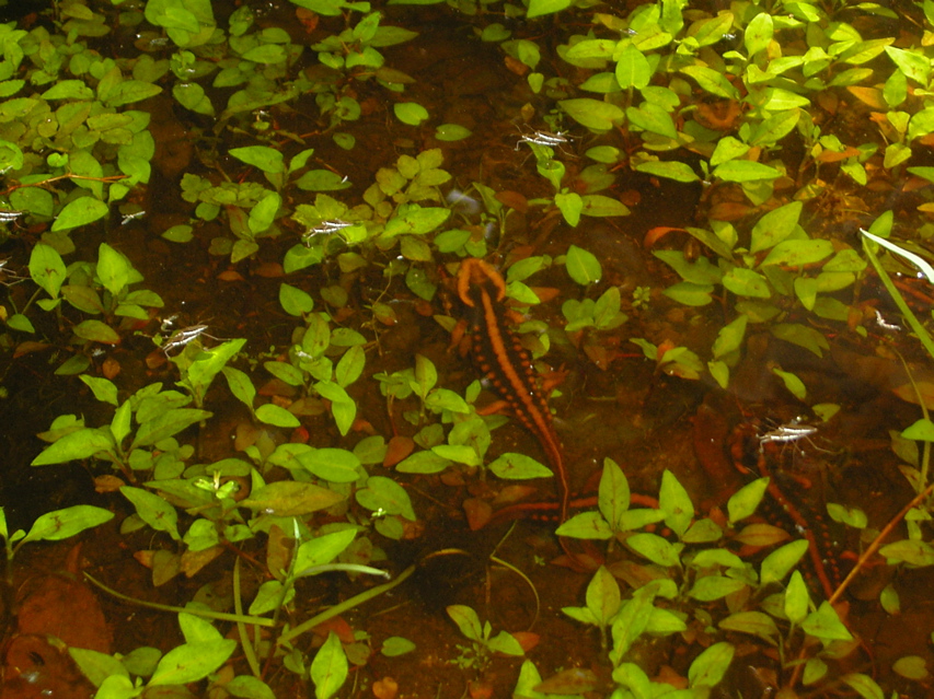 Salamander, Nankang KIF_0497