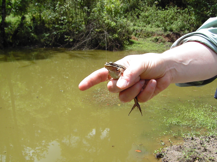 Frog, Nankang KIF_0488