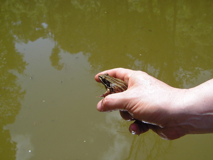 Frog, Nankang KIF_0489