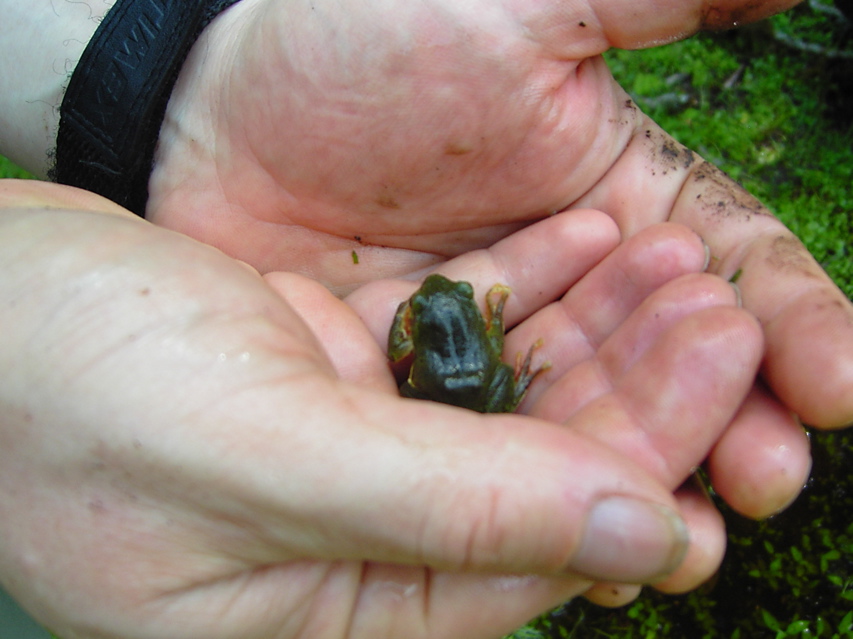 Frog, Nankang KIF_0498