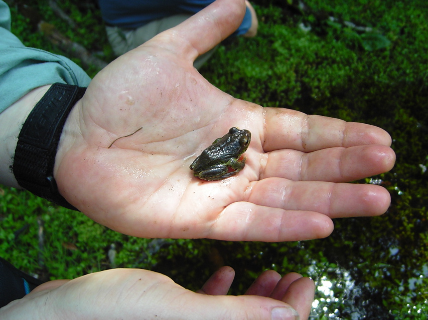 Frog, Nankang KIF_0499