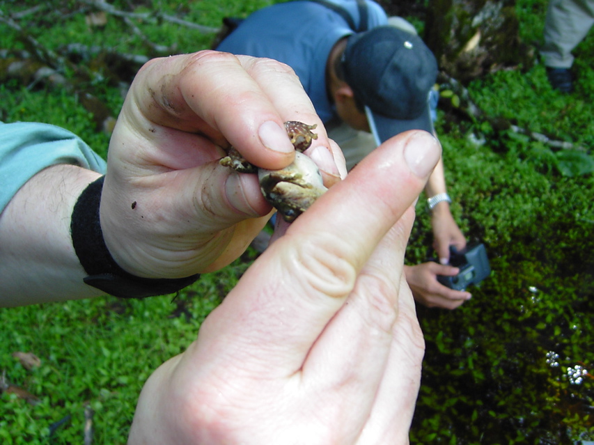 Frog, Nankang KIF_0500