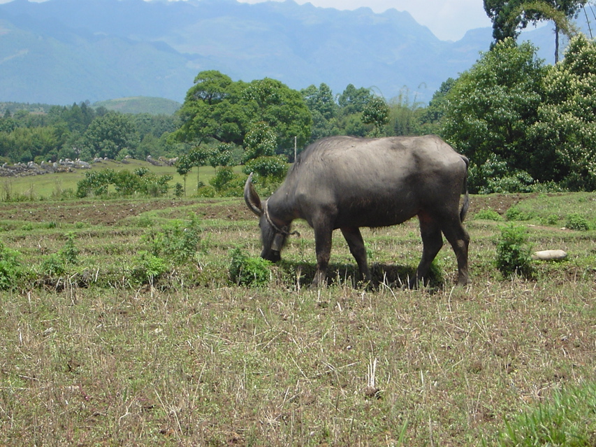 Water buffalo outside Jiang Zuo KIF_0638