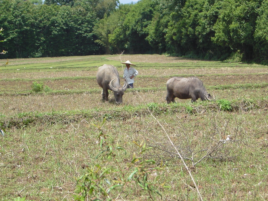Water buffalo outside Jiang Zuo KIF_0639