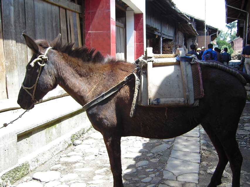 Horse, Street scene, Jiang Zuo KIF_0572