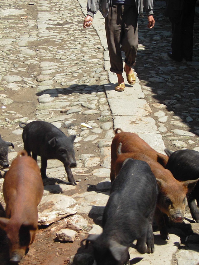 Pigs Street scene, Jiang Zuo KIF_0565
