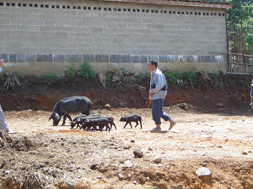 pigs, Jiang Zuo KIF_0605