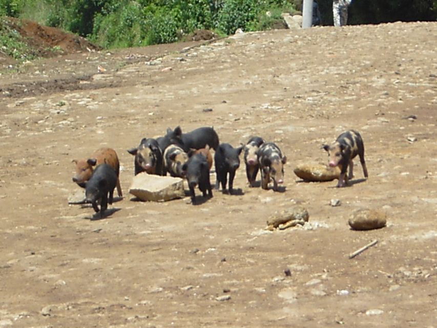 pigs, Jiang Zuo KIF_0608