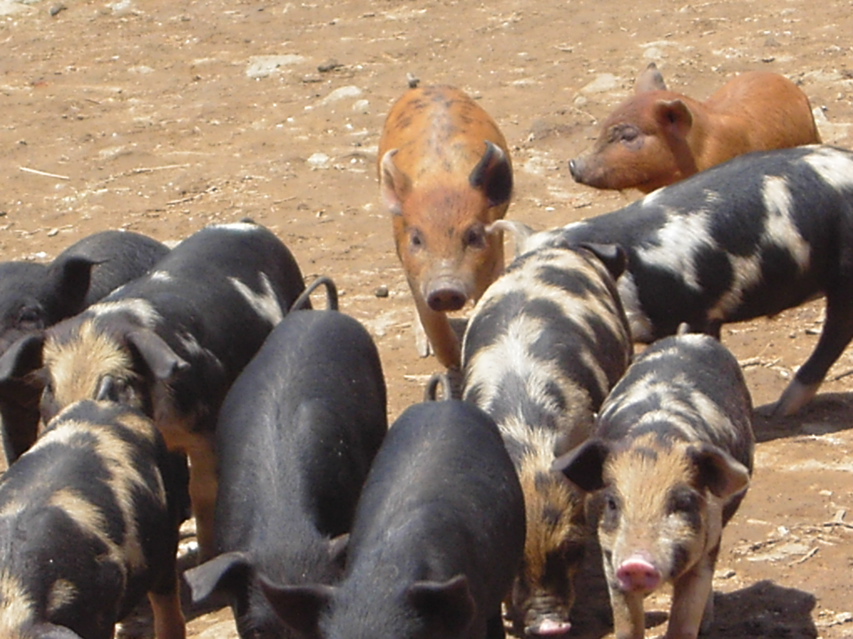 pigs, Jiang Zuo KIF_0609