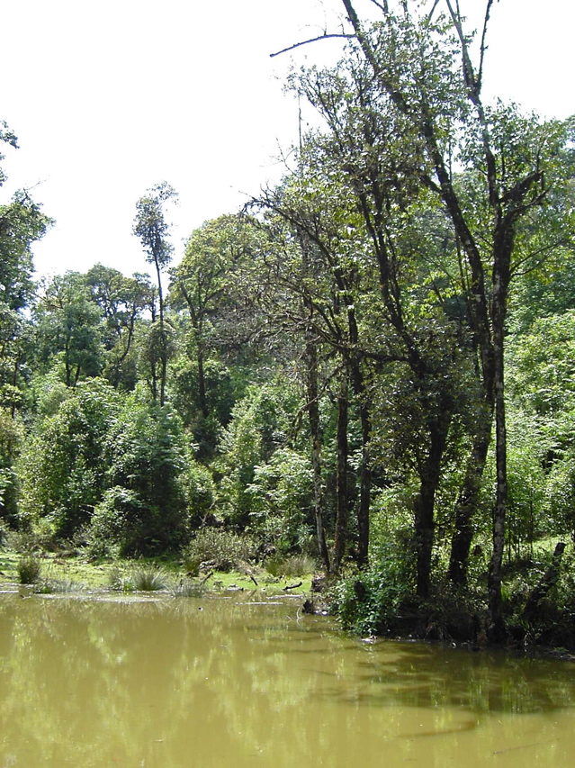 Pond, Nankang KIF_0490