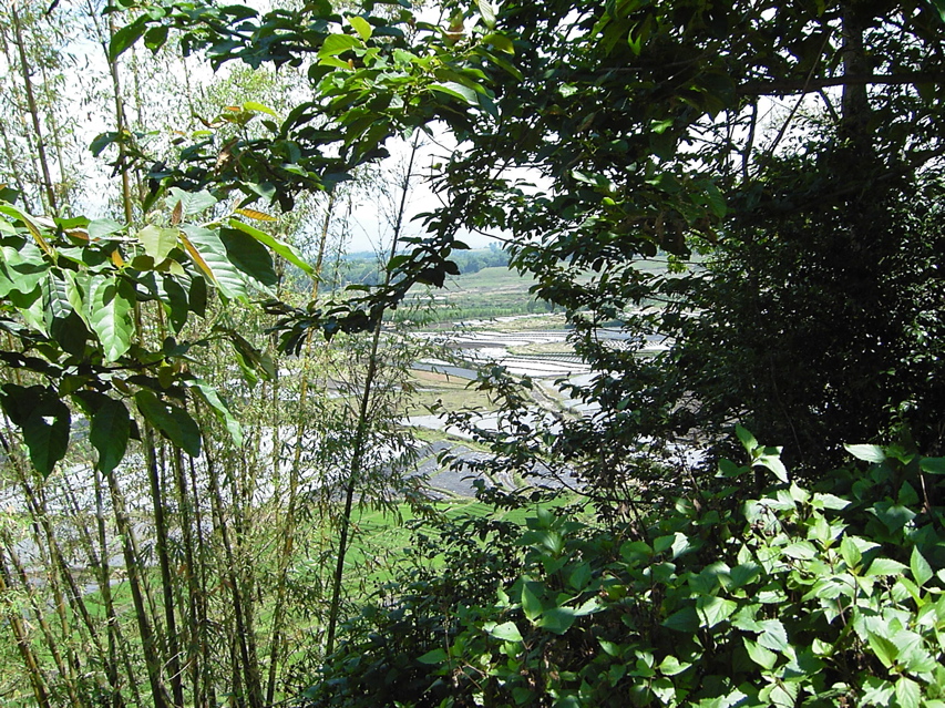 Agriculture view outside Jiang Zuo KIF_0597