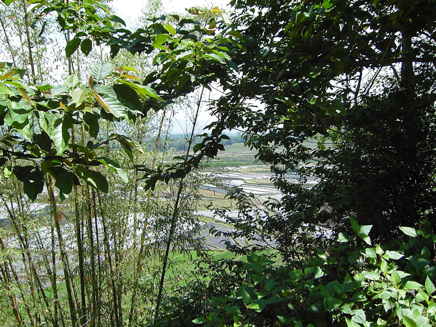 Agriculture view outside Jiang ZuoKIF_0598