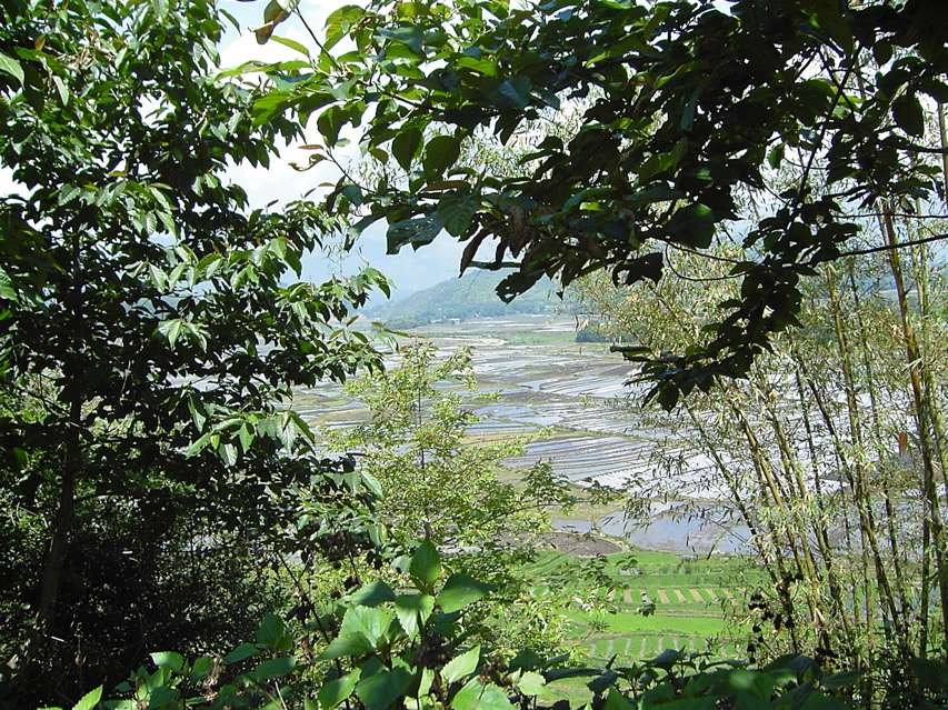 Agriculture view outside Jiang ZuoKIF_0599