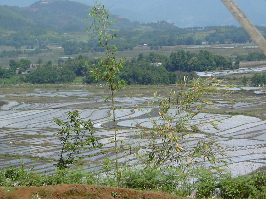 Agriculture view outside Jiang ZuoKIF_0602