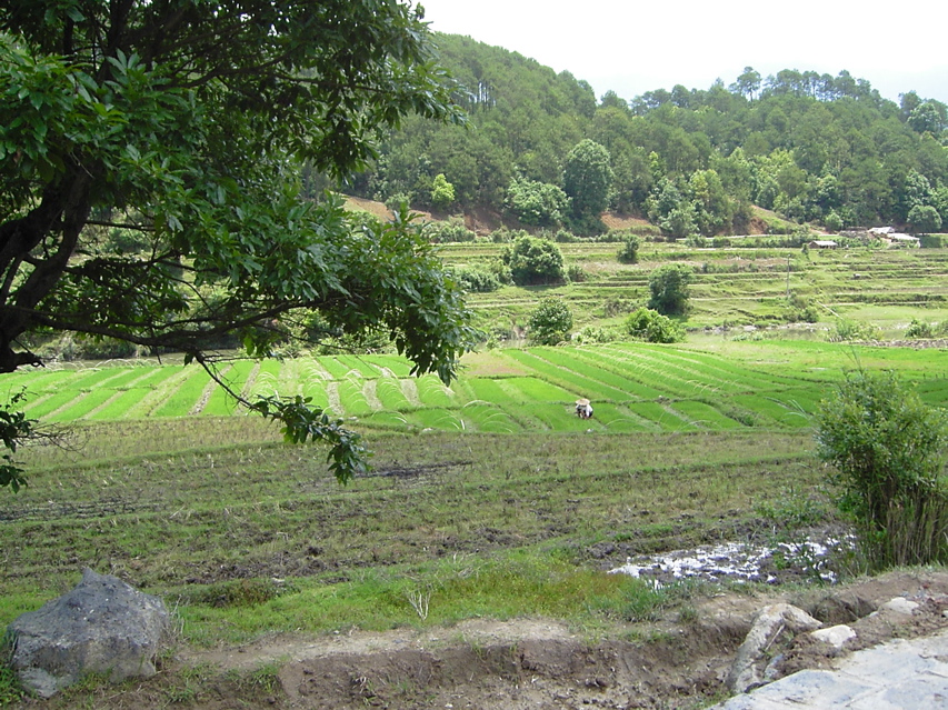 Terraces from path to poison pit KIF_0644
