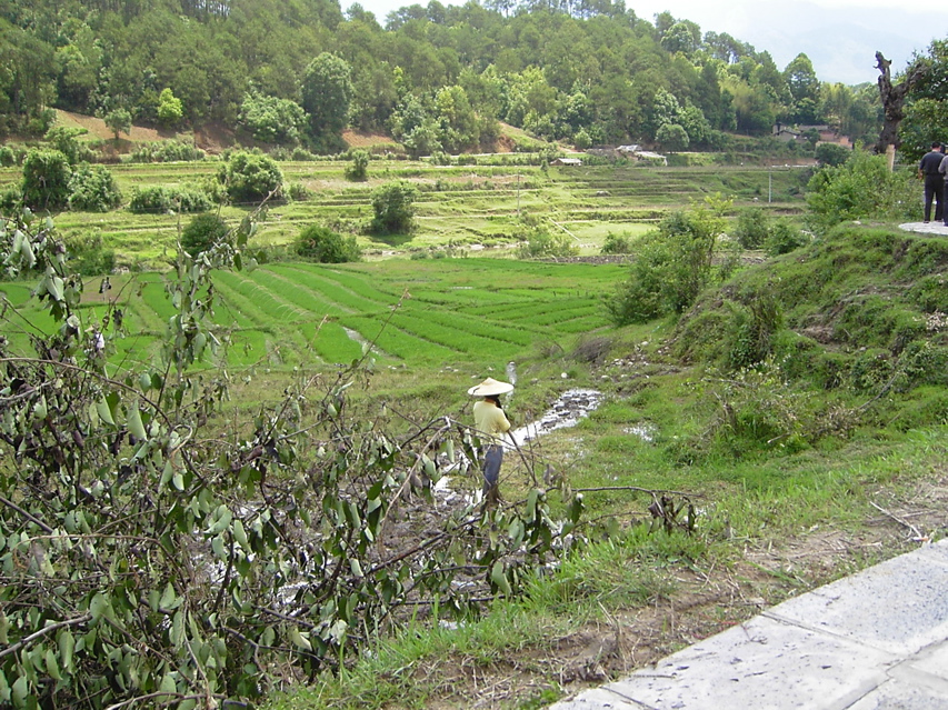 Terraces from path to poison pit KIF_0645