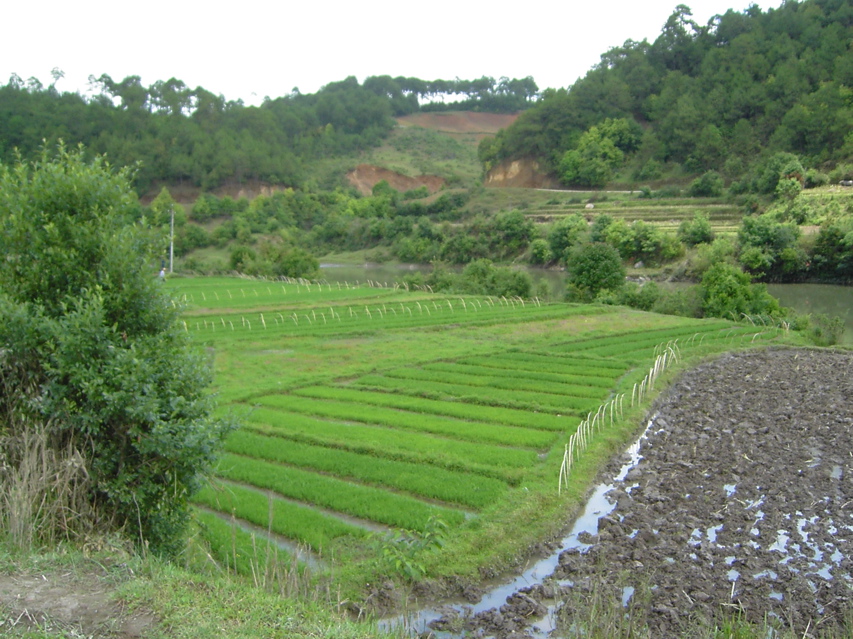 Terraces from path to poison pit KIF_0647