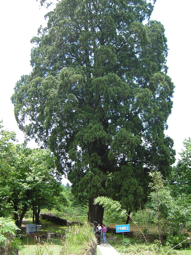 Large cedarKIF_0653