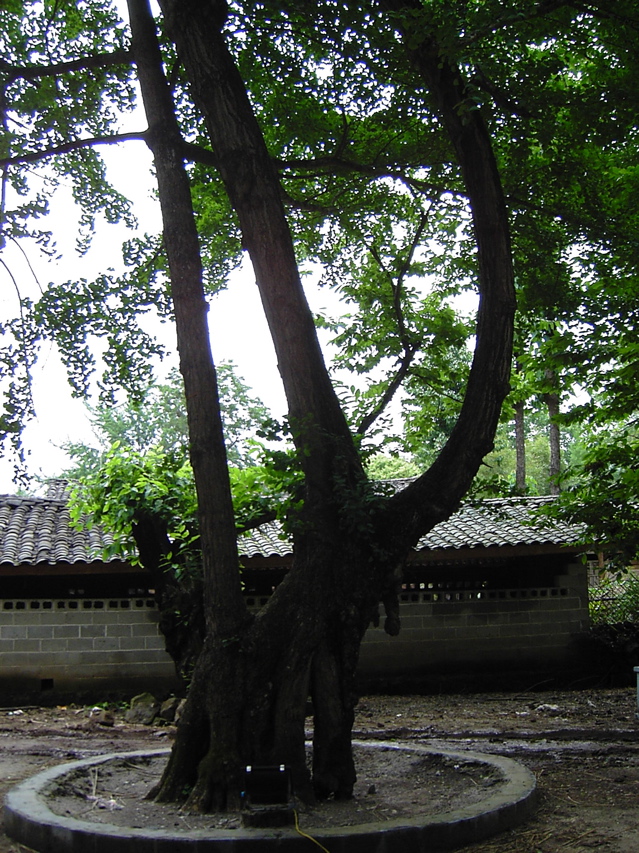 Gingko KIF_0654