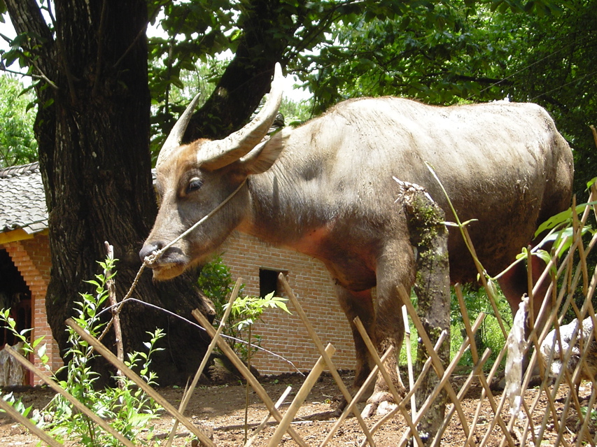 Water buffalo KIF_0655