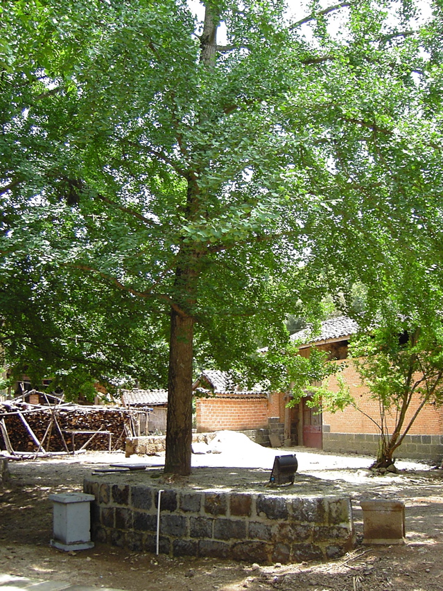 Gingko KIF_0657