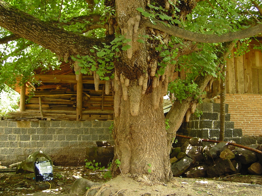 Gingko KIF_0658