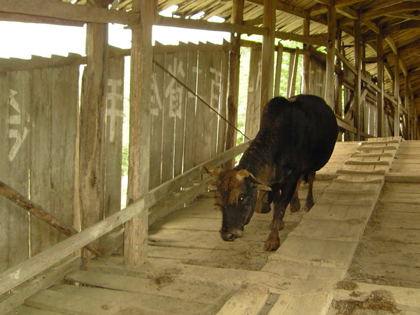 Cow, Covered bridge KIF_0682