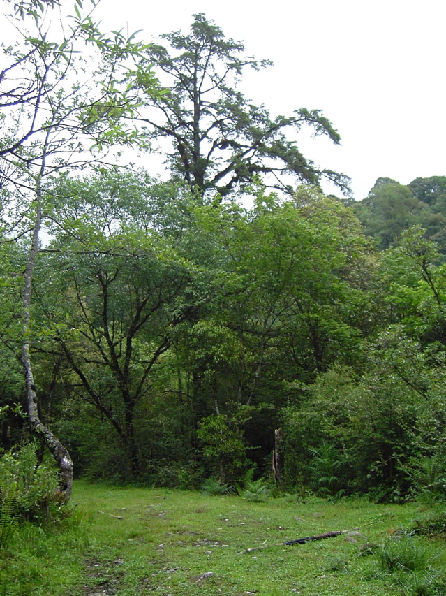 Gaoligongshan trail KIF_0390