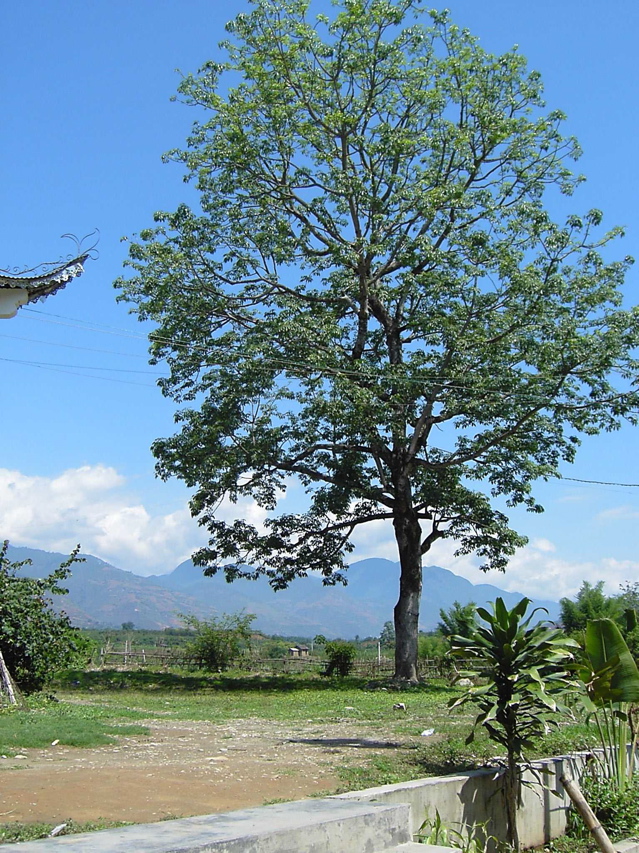 Tree, view Pagoda on way to west side of reserve KIF_0473