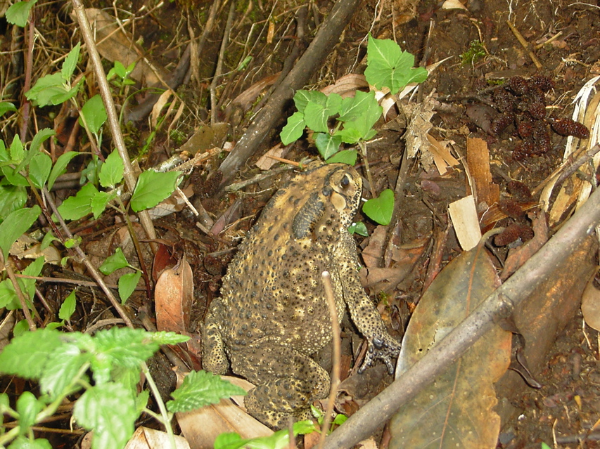 Frog KIF_0343