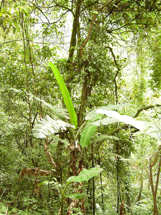 Gaoligongshan Bananna tree KIF_0347