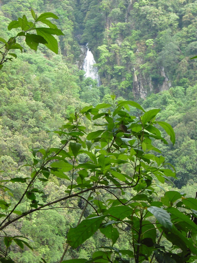 Gaoligongshan waterfall KIF_0346