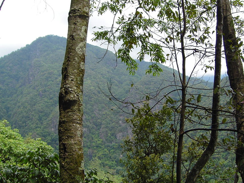 Gaoligongshan KIF_0379