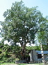 KIF_0474