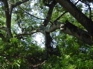 Giant Banyan KIF_0485