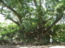 Giant Banyan KIF_0487