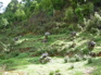 Hill meadow Nankang KIF_0517