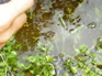 Salamander, Nankang KIF_0494