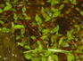 Salamander, Nankang KIF_0495