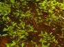 Salamander, Nankang KIF_0497