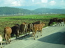 Cows on road KIF_0519