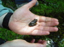 Frog, Nankang KIF_0499