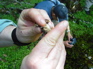 Frog, Nankang KIF_0500