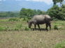 Water buffalo outside Jiang Zuo KIF_0638