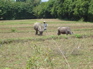 Water buffalo outside Jiang Zuo KIF_0639