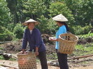 Women with baskets, Jiang Zuo KIF_0610